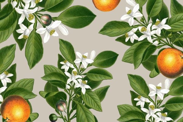 Orange Blossoms - Image 4