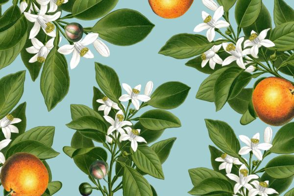 Orange Blossoms - Image 2