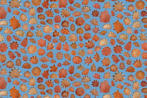 Coral & Blue - Image 2