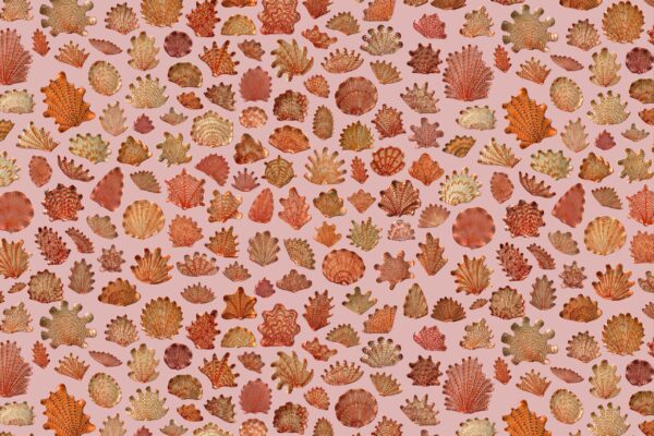 Coral & Pink - Image 2