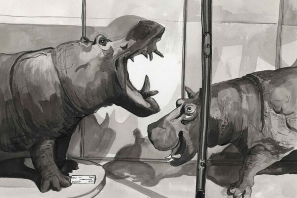 Museum Hippos - Image 2