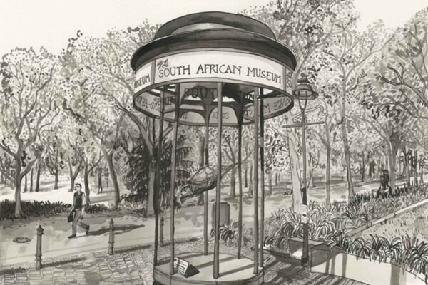 Museum Turtle - Image 2