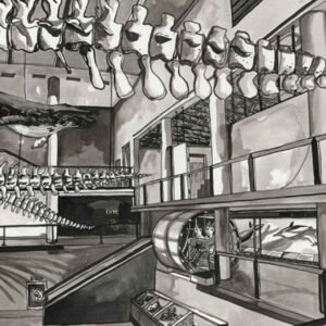 Museum Whale Calls