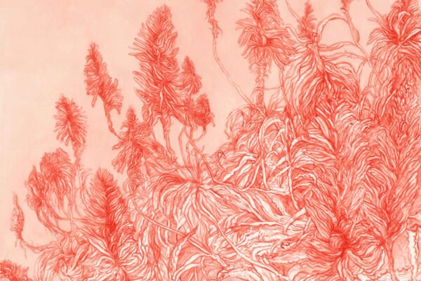 Cool Orange Aloes on a Hill - Image 2