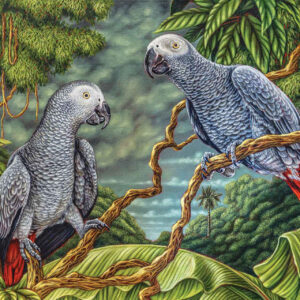 African Greys