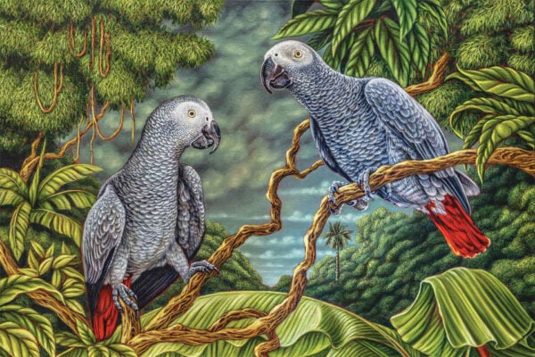 African Greys - Image 2