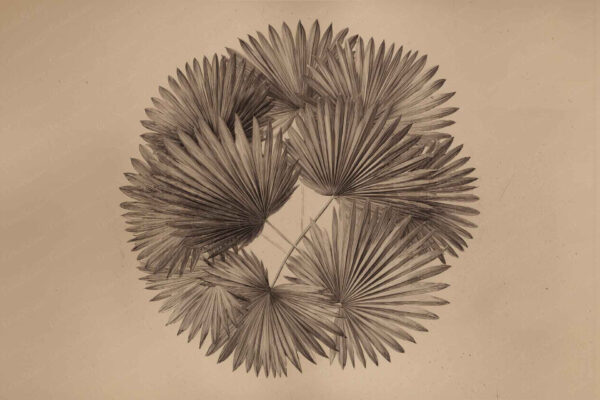 Palm Fantastic - Image 2