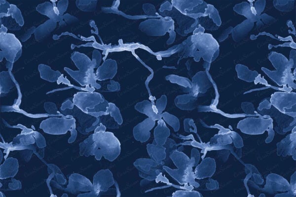 Aqua Washed - Image 2