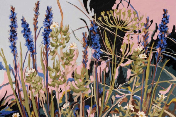 Aristea, Showy Mountain Daisy and Blister Bush_Mountain - Image 2