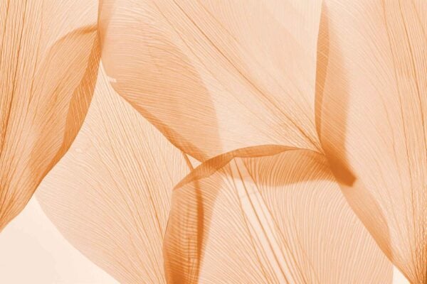 Transparency - Image 2