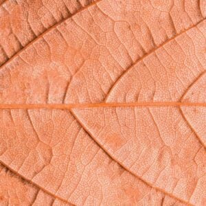 Clean Leaf