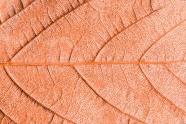 Clean Leaf - Image 2