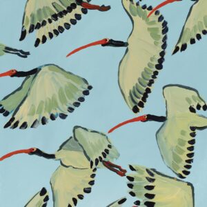 White Ibis in Flight