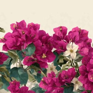 Bougainvillea