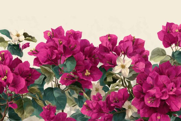 Bougainvillea - Image 2