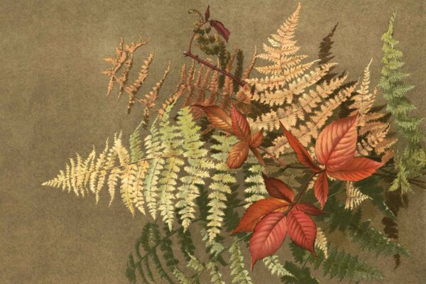 Fern Bouquet - Image 2