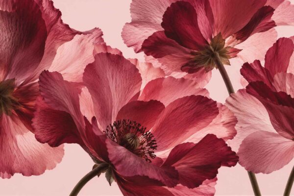Rosé - Image 2