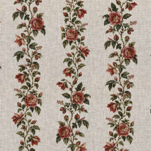 Climbing Roses